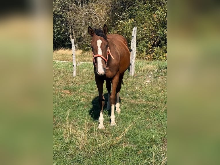 American Paint Horse Mestizo Caballo castrado 3 años 153 cm  in Daleiden