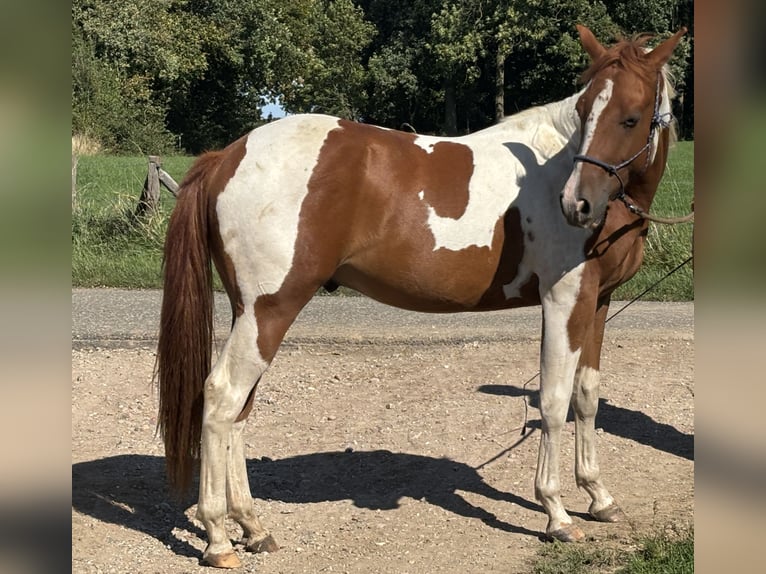 American Paint Horse Caballo castrado 3 años 153 cm Tobiano-todas las-capas in Bemelen