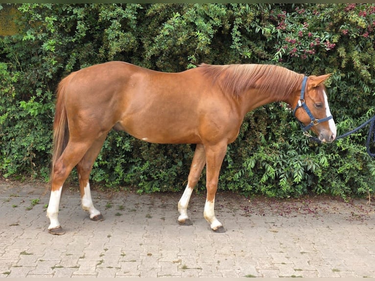 American Paint Horse Caballo castrado 3 años 154 cm Alazán in Reichweiler