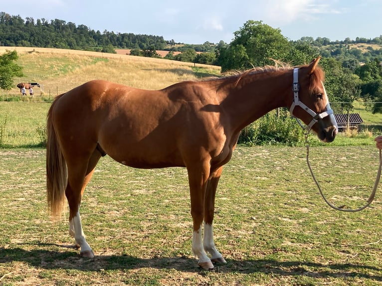 American Paint Horse Caballo castrado 3 años 154 cm Alazán in Bretten