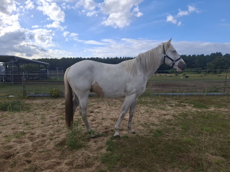 American Paint Horse Caballo castrado 3 años 155 cm Tobiano-todas las-capas in Kuhlenfeld