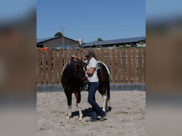 American Paint Horse Caballo castrado 3 años 155 cm Tobiano-todas las-capas in Kappelen