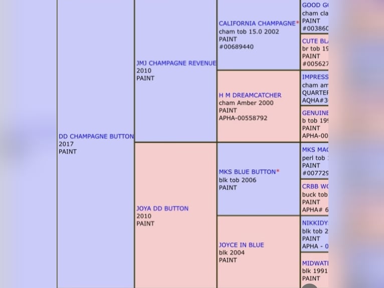 American Paint Horse Caballo castrado 3 años 155 cm Tobiano-todas las-capas in Kappelen