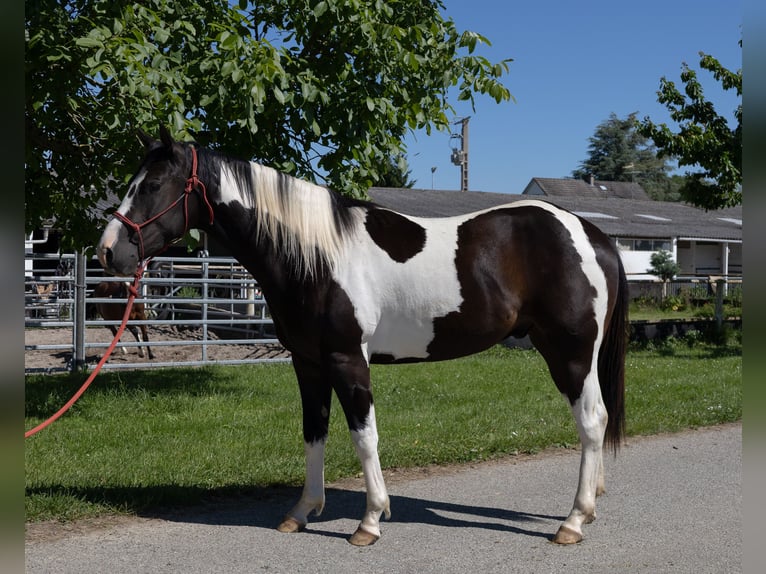 American Paint Horse Caballo castrado 3 años 155 cm Tobiano-todas las-capas in Kappelen