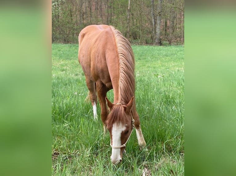 American Paint Horse Caballo castrado 3 años 156 cm Alazán in Reichweiler