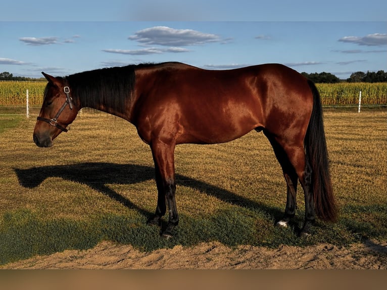 American Paint Horse Caballo castrado 3 años 157 cm Castaño in Walsrode