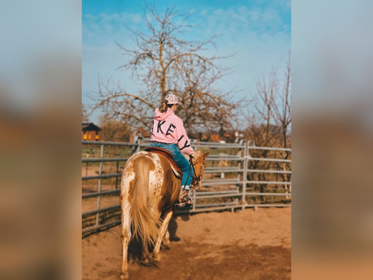 American Paint Horse Caballo castrado 3 años 160 cm Champán in Stadthagen