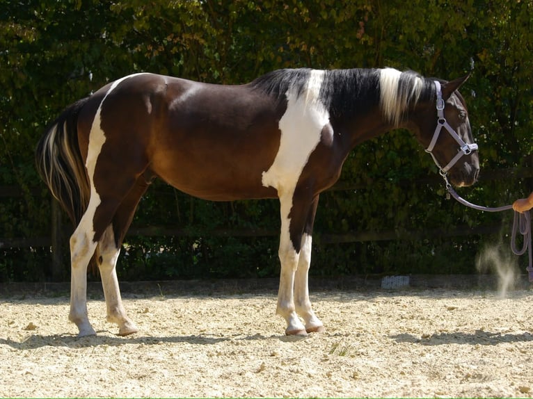 American Paint Horse Mestizo Caballo castrado 3 años 160 cm Tobiano-todas las-capas in Reichshof