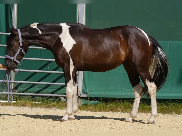 American Paint Horse Mestizo Caballo castrado 3 años 160 cm Tobiano-todas las-capas in Reichshof