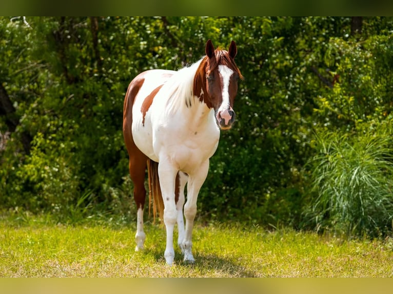 American Paint Horse Caballo castrado 3 años Tobiano-todas las-capas in Elmendorf