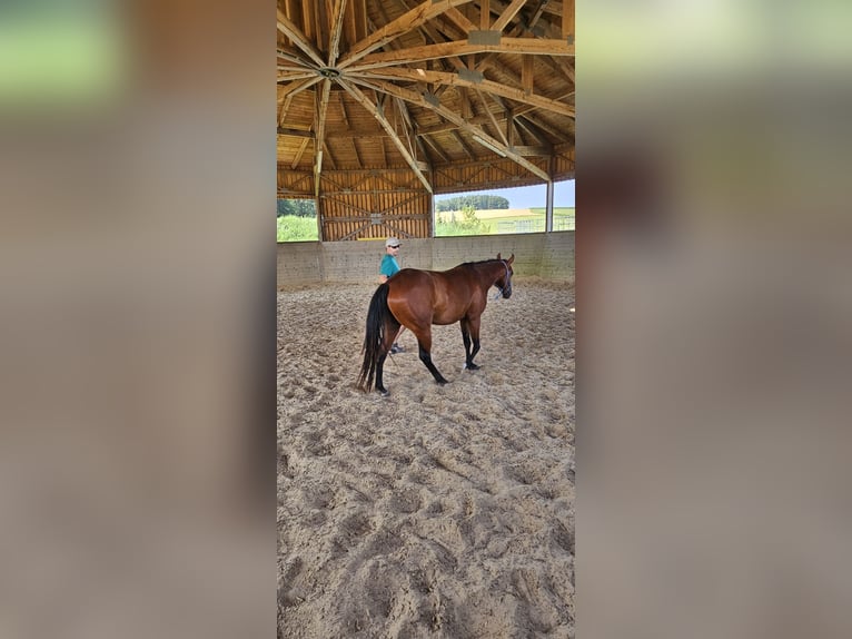 American Paint Horse Caballo castrado 4 años 145 cm Castaño rojizo in Biberach an der Ri&#xDF;