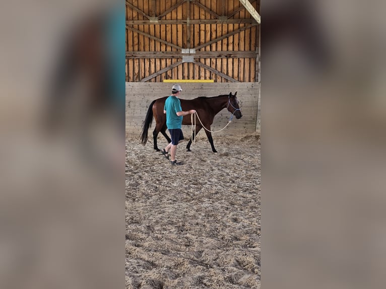 American Paint Horse Caballo castrado 4 años 145 cm Castaño rojizo in Biberach an der Ri&#xDF;