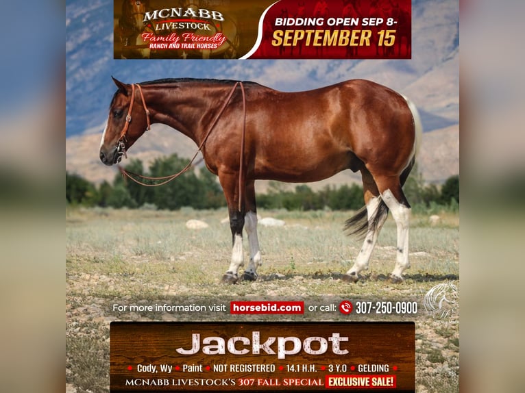 American Paint Horse Caballo castrado 4 años 145 cm Castaño rojizo in Cody