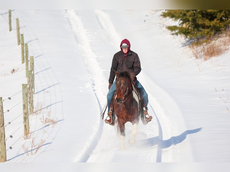 American Paint Horse Caballo castrado 4 años 147 cm Castaño rojizo in Needmore