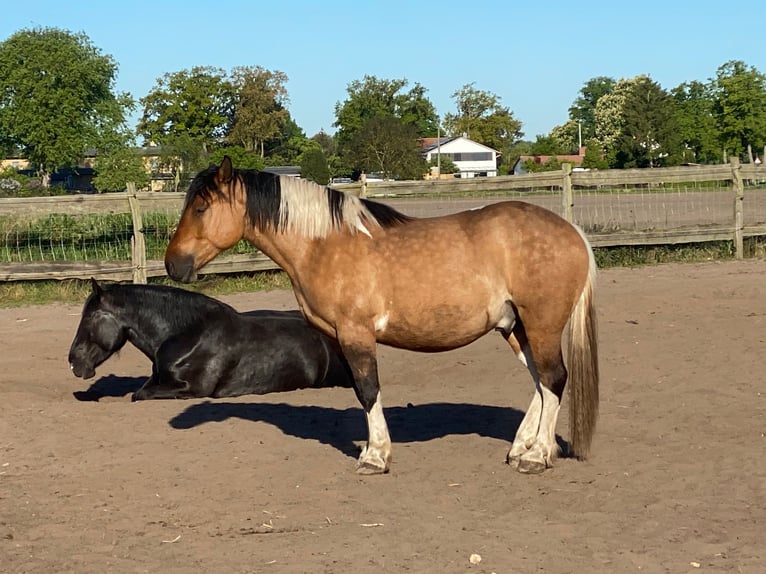 American Paint Horse Mestizo Caballo castrado 4 años 149 cm Tobiano-todas las-capas in Kremmen