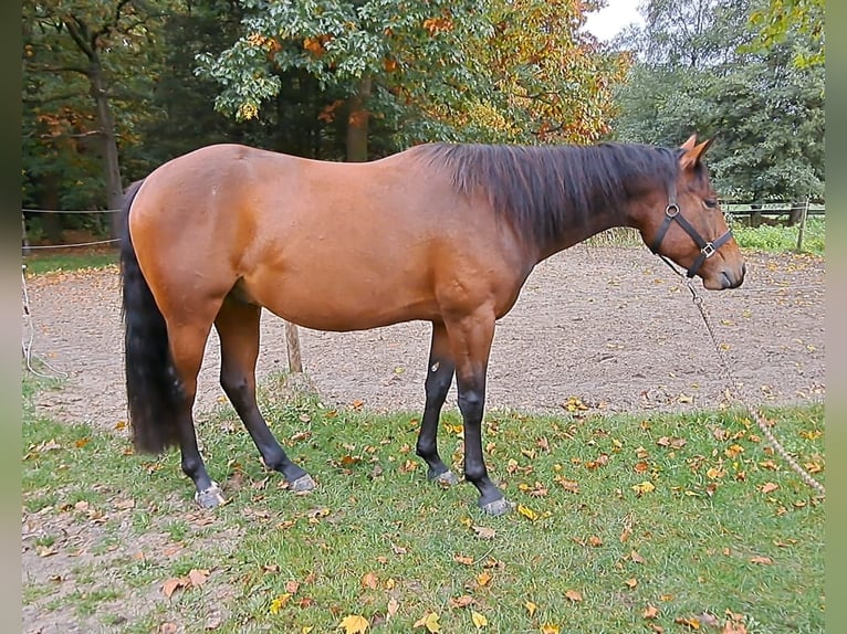 American Paint Horse Caballo castrado 4 años 150 cm Castaño in Wildeshausen