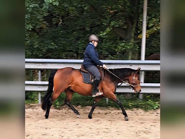 American Paint Horse Caballo castrado 4 años 150 cm Castaño in Wildeshausen