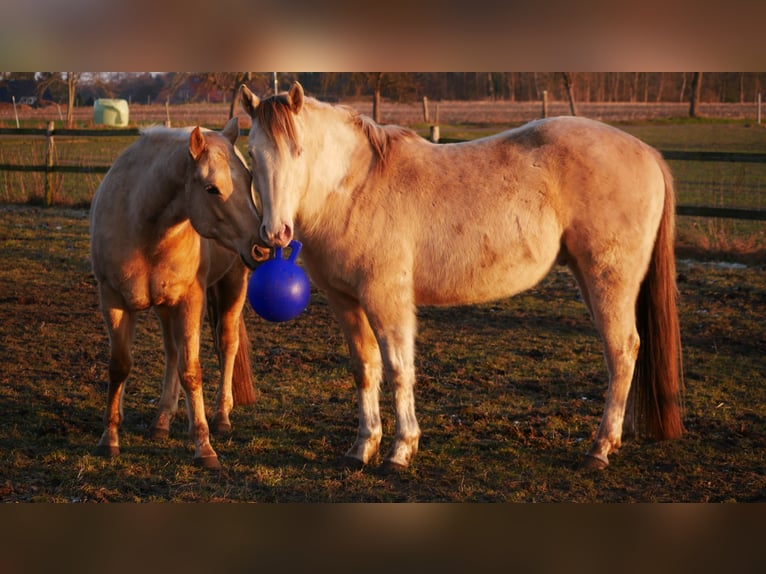American Paint Horse Caballo castrado 4 años 150 cm Champán in Bremervörde