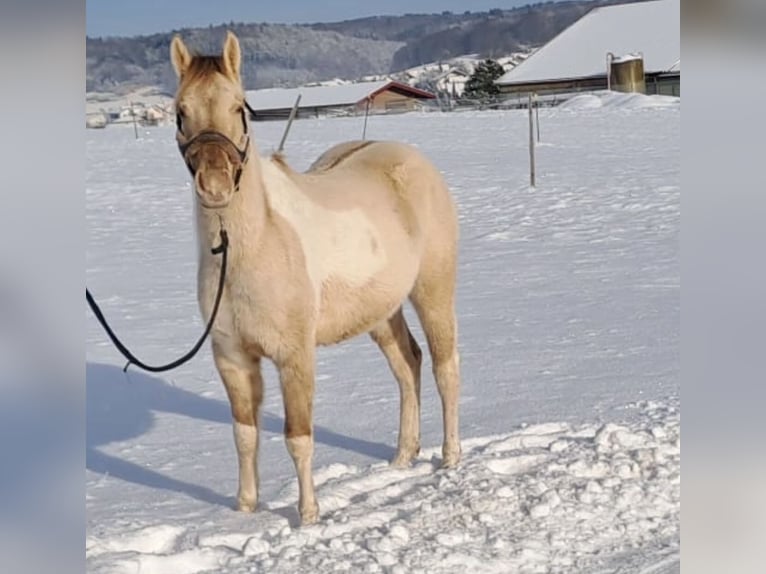 American Paint Horse Caballo castrado 4 años 150 cm Champán in Trochtelfingen