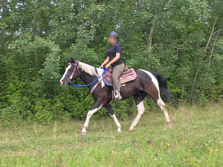 American Paint Horse Caballo castrado 4 años 150 cm Pío in Linkenbach