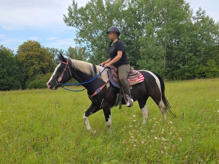American Paint Horse Caballo castrado 4 años 150 cm Pío in Linkenbach