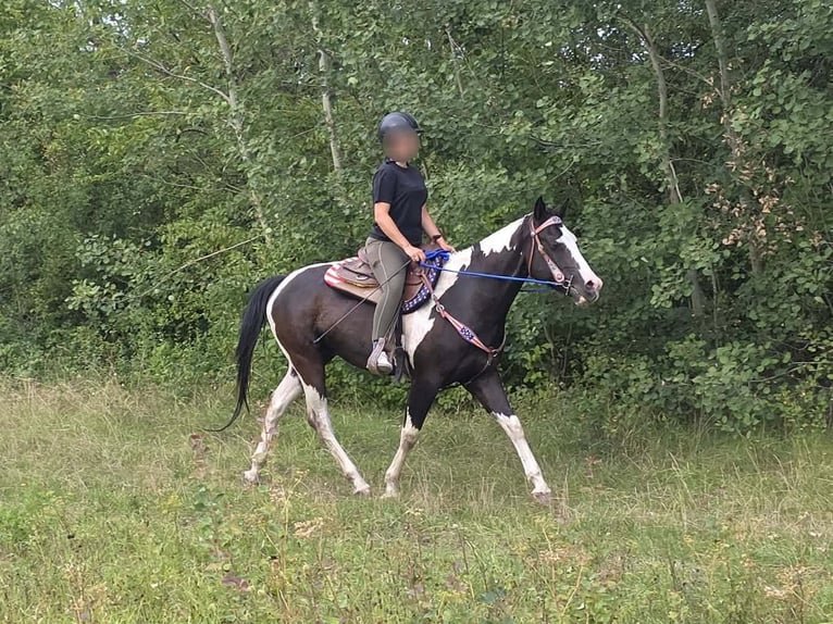 American Paint Horse Caballo castrado 4 años 150 cm Pío in Linkenbach