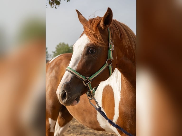 American Paint Horse Caballo castrado 4 años 150 cm Tobiano-todas las-capas in Algaida