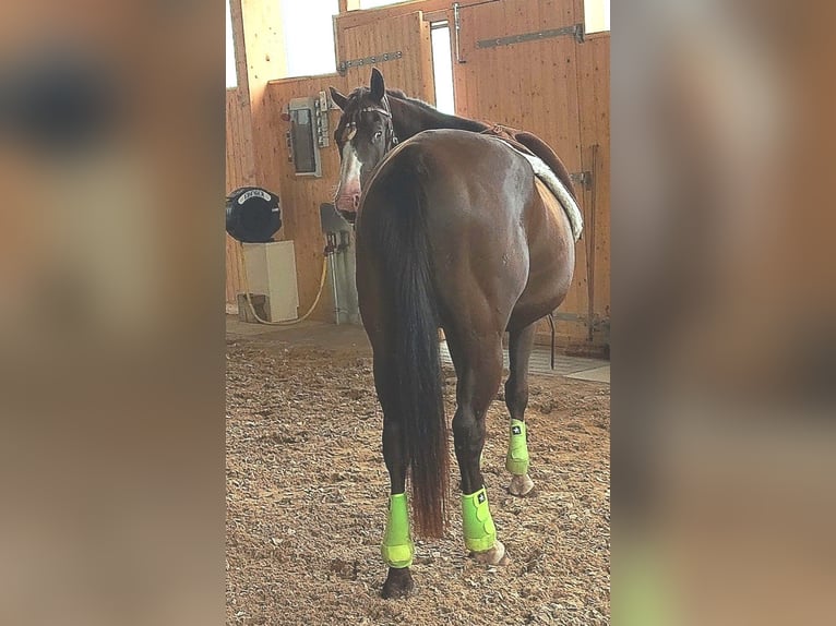 American Paint Horse Caballo castrado 4 años 151 cm in Plau am See