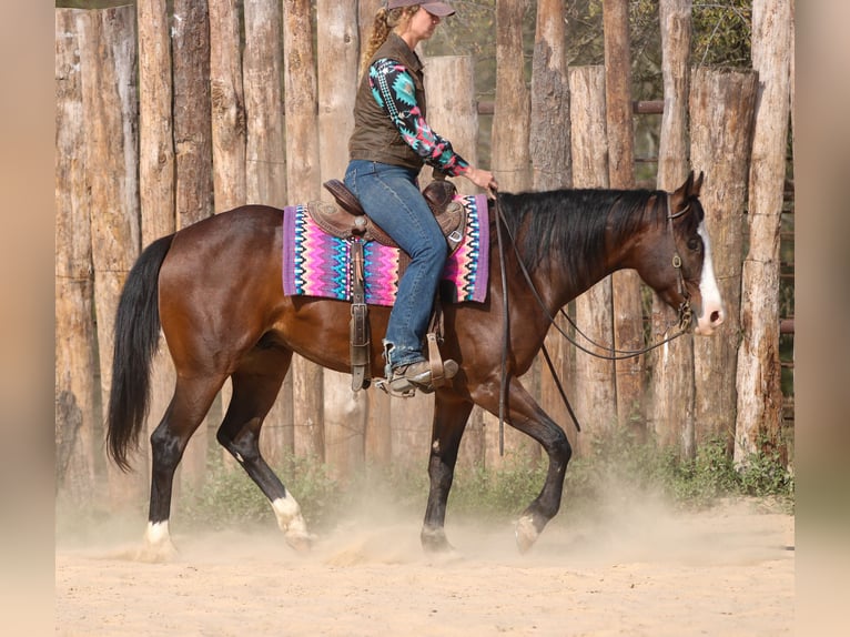 American Paint Horse Caballo castrado 4 años 152 cm Castaño rojizo in Athens