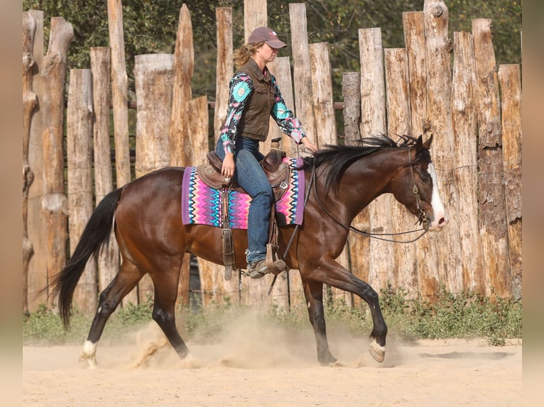 American Paint Horse Caballo castrado 4 años 152 cm Castaño rojizo in Athens