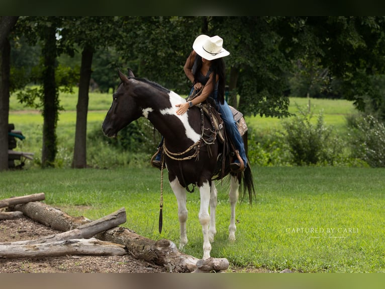 American Paint Horse Caballo castrado 4 años 152 cm Pío in Lewistown