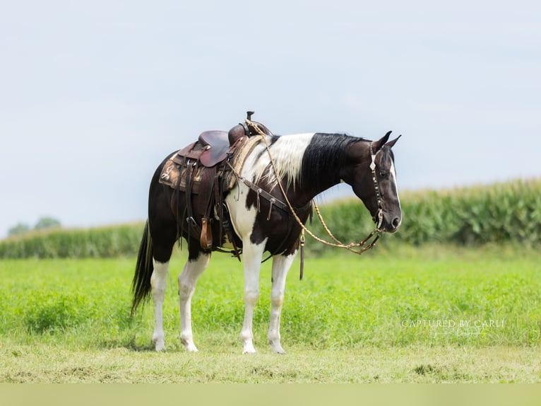 American Paint Horse Caballo castrado 4 años 152 cm Pío in Lewistown