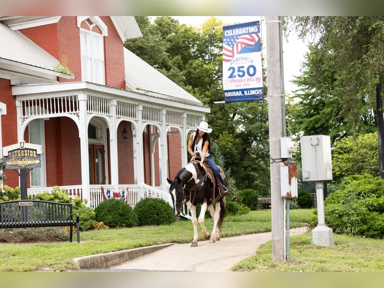 American Paint Horse Caballo castrado 4 años 152 cm Pío in Lewistown