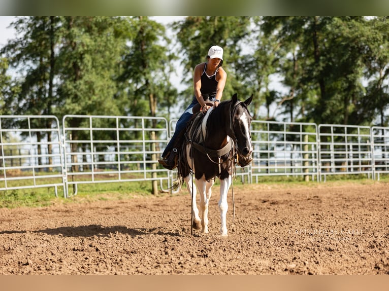 American Paint Horse Caballo castrado 4 años 152 cm Pío in Lewistown