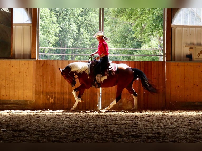 American Paint Horse Caballo castrado 4 años 153 cm Pío in BETTELDORDF