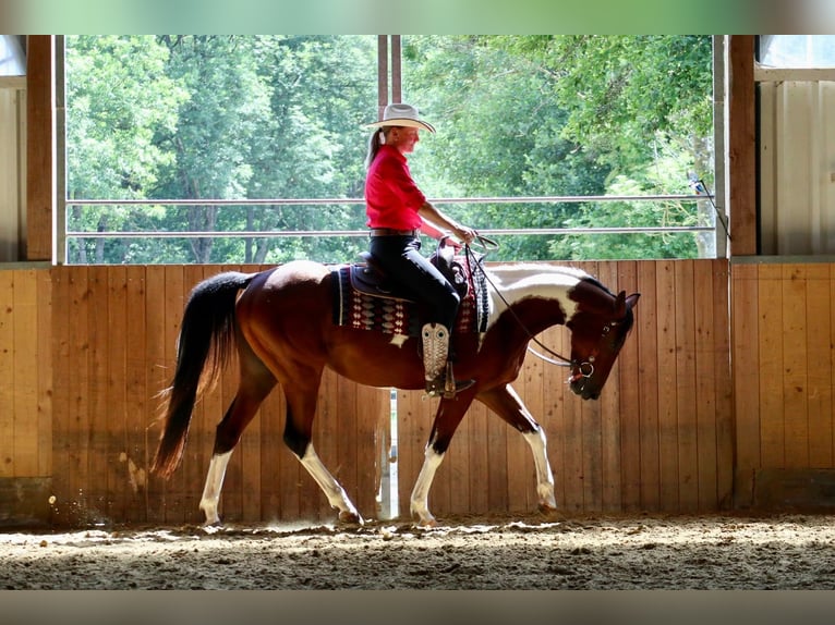 American Paint Horse Caballo castrado 4 años 153 cm Pío in BETTELDORDF