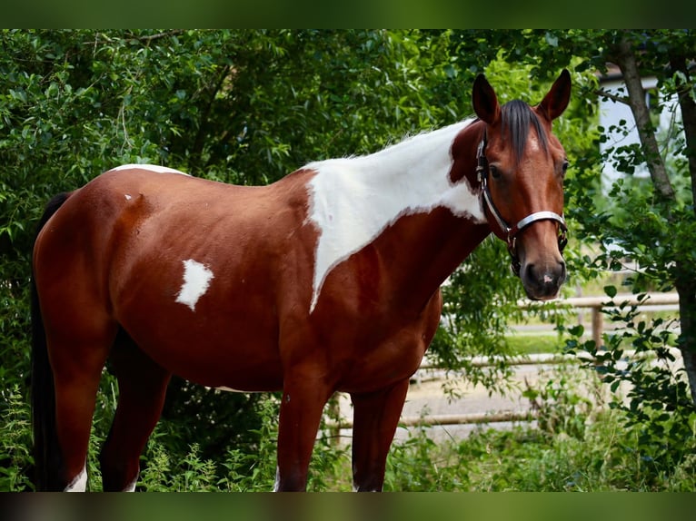American Paint Horse Caballo castrado 4 años 153 cm Pío in BETTELDORDF