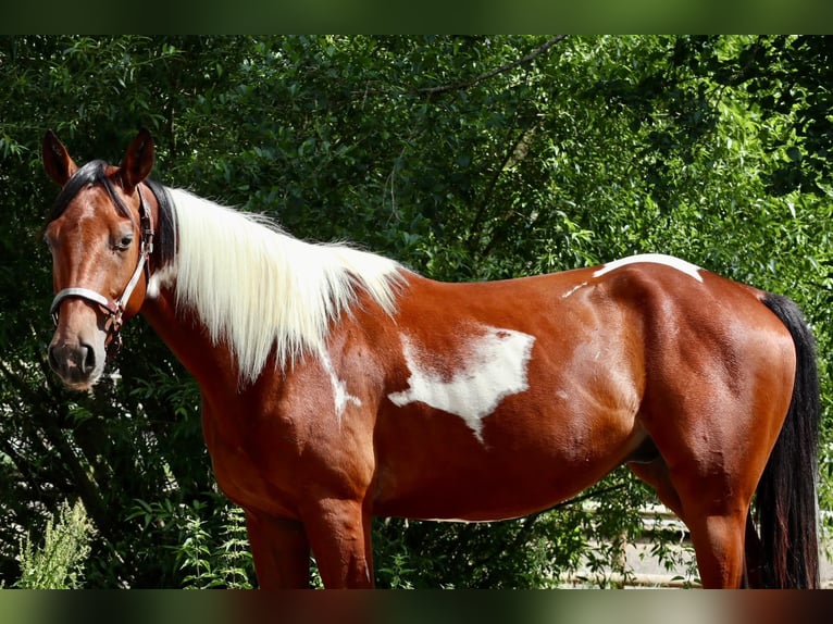 American Paint Horse Caballo castrado 4 años 153 cm Pío in BETTELDORDF