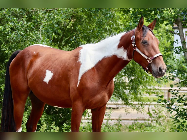 American Paint Horse Caballo castrado 4 años 153 cm Pío in BETTELDORDF