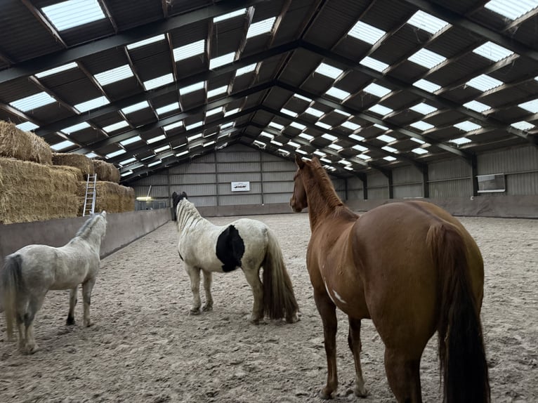 American Paint Horse Caballo castrado 4 años 154 cm Red Dun/Cervuno in Heerlen