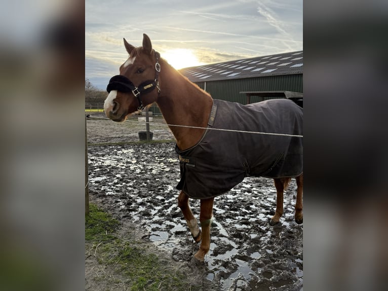 American Paint Horse Caballo castrado 4 años 154 cm Red Dun/Cervuno in Heerlen