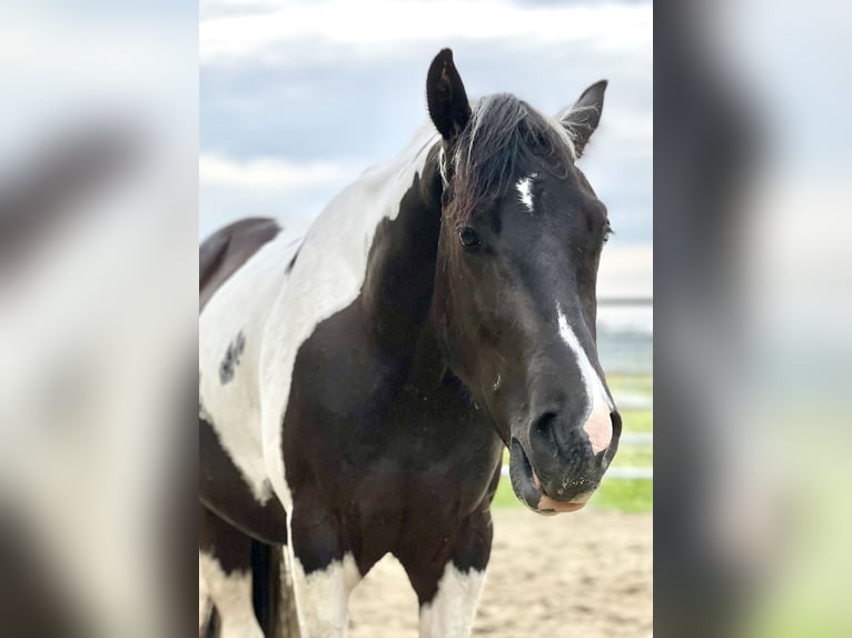 American Paint Horse Caballo castrado 4 años 154 cm Tobiano-todas las-capas in Asendorf