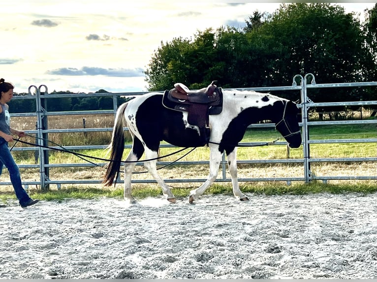 American Paint Horse Caballo castrado 4 años 154 cm Tobiano-todas las-capas in Asendorf