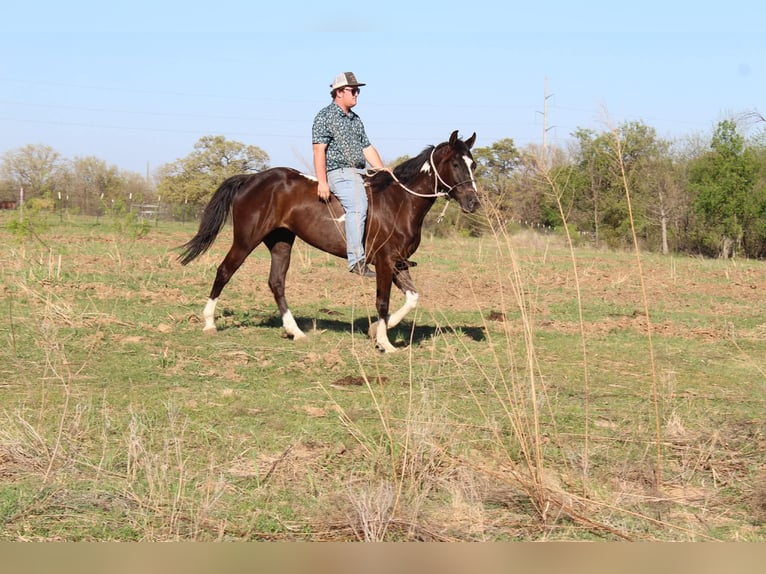 American Paint Horse Caballo castrado 4 años 155 cm Negro in Poolville