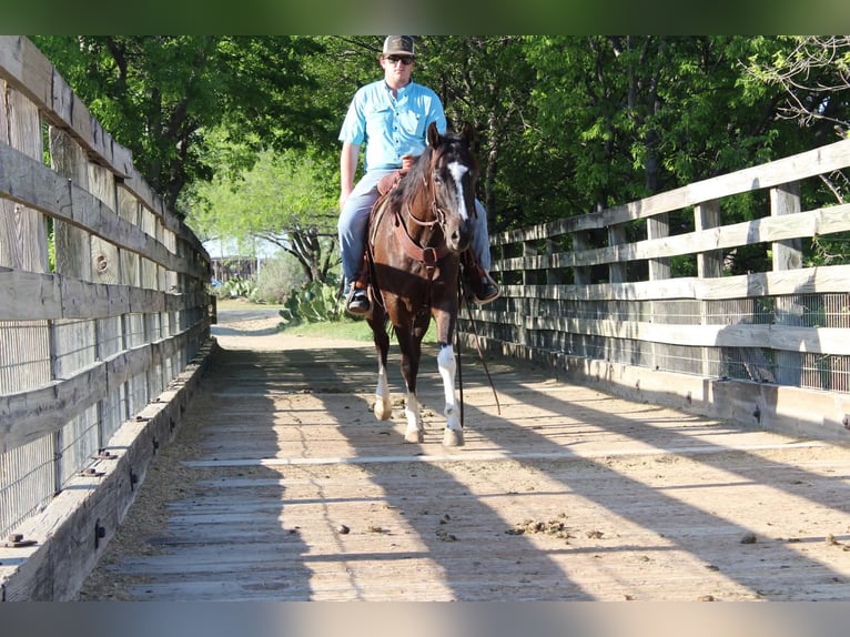 American Paint Horse Caballo castrado 4 años 155 cm Negro in Poolville