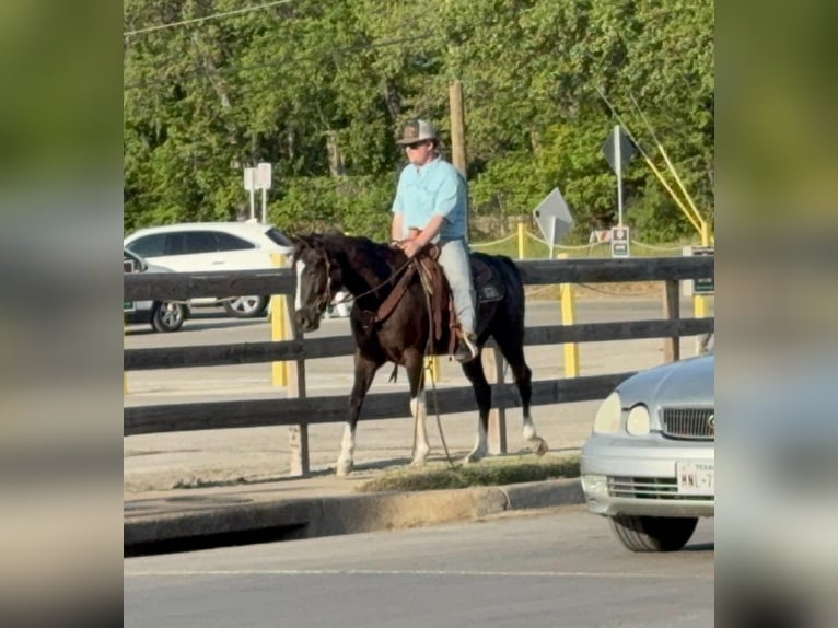 American Paint Horse Caballo castrado 4 años 155 cm Negro in Poolville