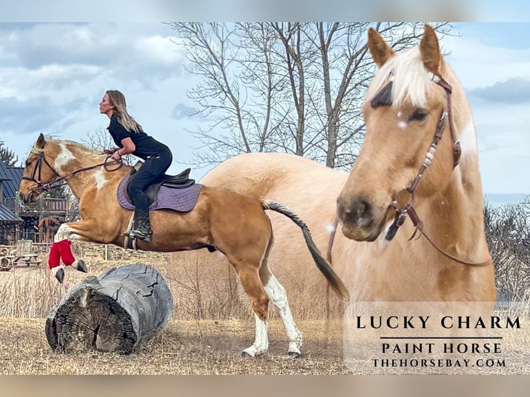 American Paint Horse Caballo castrado 4 años 155 cm Palomino in Fort Collins, CO