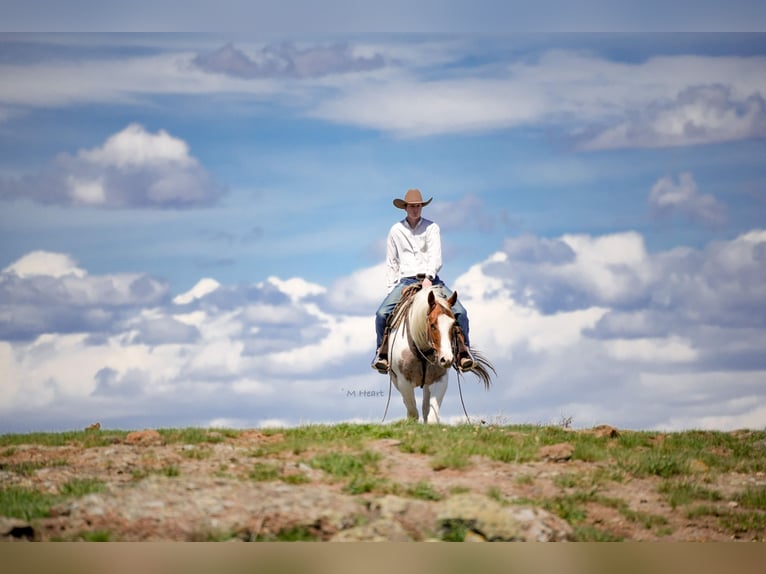 American Paint Horse Caballo castrado 4 años 155 cm Pío in Saint Anthony