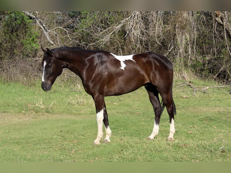 American Paint Horse Caballo castrado 4 años 155 cm Tobiano-todas las-capas in Poolville