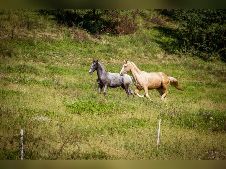 American Paint Horse Mestizo Caballo castrado 4 años 156 cm Palomino in Podplat